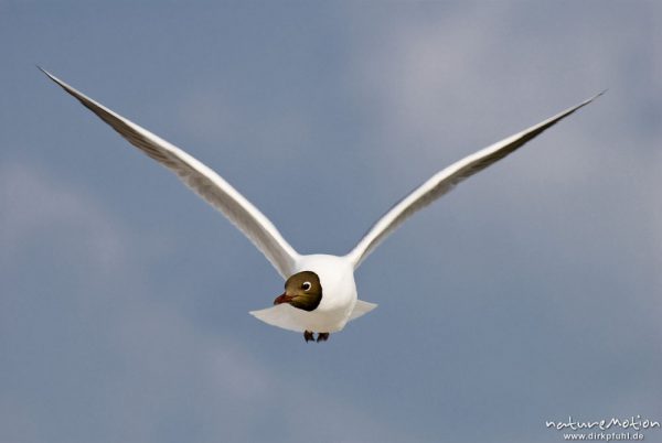 Lachmöwe, Larus ridibundus, Laridae, Tier in Flug, Gesicht von vorn, Strand von Prerow, A nature document - not arranged nor manipulated, Darß, Zingst, Deutschland