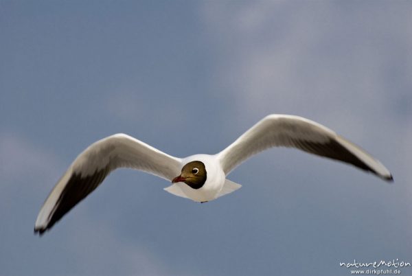 Lachmöwe, Larus ridibundus, Laridae, Tier in Flug, Gesicht von vorn, Strand von Prerow, A nature document - not arranged nor manipulated, Darß, Zingst, Deutschland