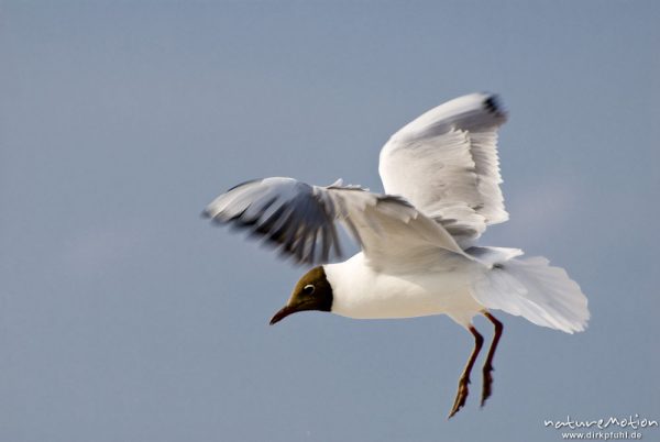 Lachmöwe, Larus ridibundus, Laridae, Tier in Flug, Strand von Prerow, A nature document - not arranged nor manipulated, Darß, Zingst, Deutschland