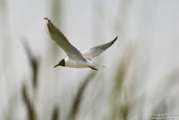 Lachmöwe, Larus ridibundus, Laridae, Tier in Flug, Strand von Prerow, A nature document - not arranged nor manipulated, Darß, Zingst, Deutschland