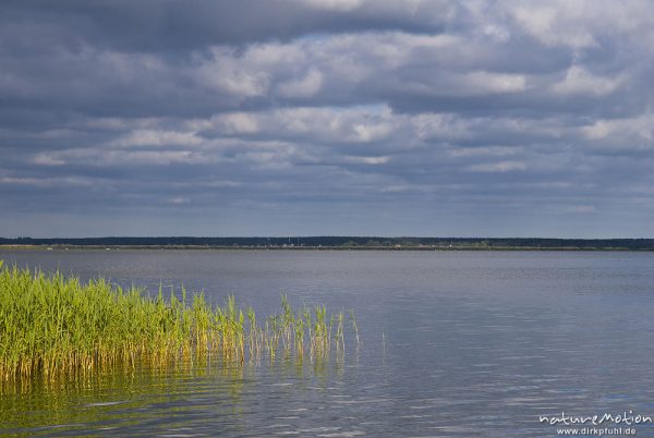 Bodden mit Schilf, Wolken, Abendlicht, Hafen von Born, Darß, Zingst, Deutschland