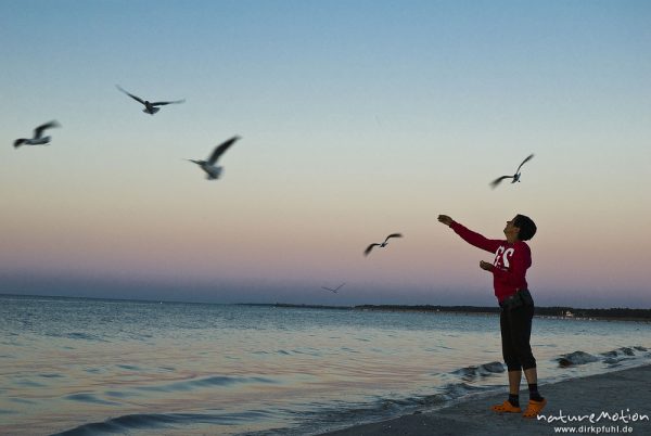 Tourist füttert Möwen am Strand von Prerow, fliegende Silbermöwen über dem Meer im Abendlicht, Darß, Zingst, Deutschland