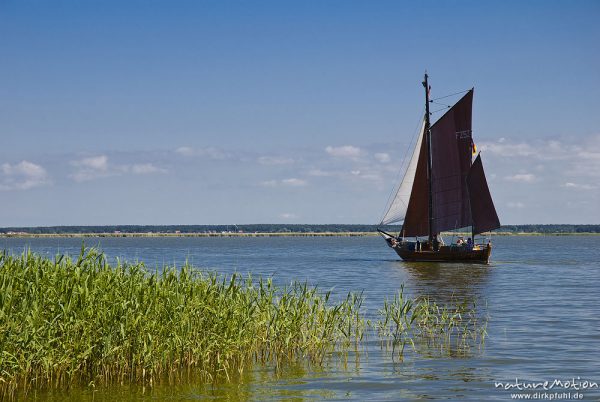 Zeesenboot auf dem Bodden bei Born, Darß, Zingst, Deutschland