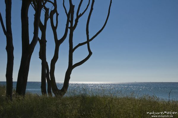 Baumstämme im Gegenlicht, Blick aufs Meer, Lichtreflexe, Darsser Weststrand, Darß, Zingst, Deutschland