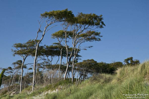 "Windflüchter", Buchen mit vom Wind gekrümmten Stämmen und Kronen, Darsser Weststrand, Darß, Zingst, Deutschland