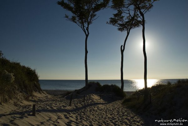 "Windflüchter", Buchen mit vom Wind gekrümmten Stämmen und Kronen, Gegenlicht, Blick aufs Meer, Darsser Weststrand, Darß, Zingst, Deutschland