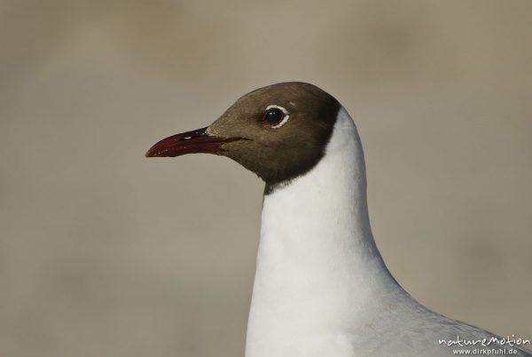 Lachmöwe, Larus ridibundus, Laridae, Kopf, Tier läuft im Sand, Darsser Weststrand, Darß, Zingst, Deutschland