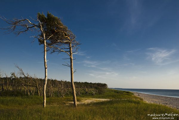 "Windflüchter", Bäume mit vom Wind gebeugten Stämmen und Kronen, Darsser Weststrand, Darß, Zingst, Deutschland