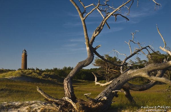 Leuchtturm Darsser Ort inmitten von Dünenlandschaft, im Vordergrund Baumgerippe, Wolken, Abendlicht, Darß, Zingst, Deutschland