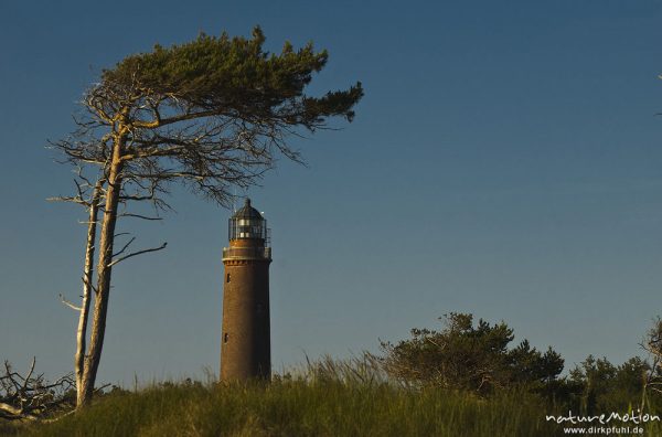 Leuchtturm Darsser Ort, Windflüchter, inmitten von Dünenlandschaft, Wolken, Abendlicht, Darß, Zingst, Deutschland