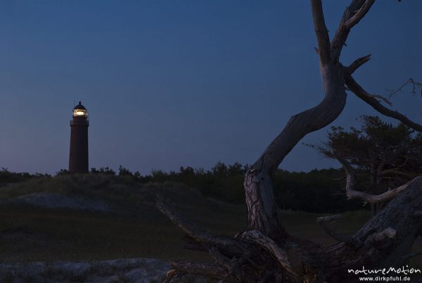 Leuchtturm Darsser Ort inmitten von Dünenlandschaft, im Vordergrund Baumgerippe, Wolken, Abendlicht, Darß, Zingst, Deutschland