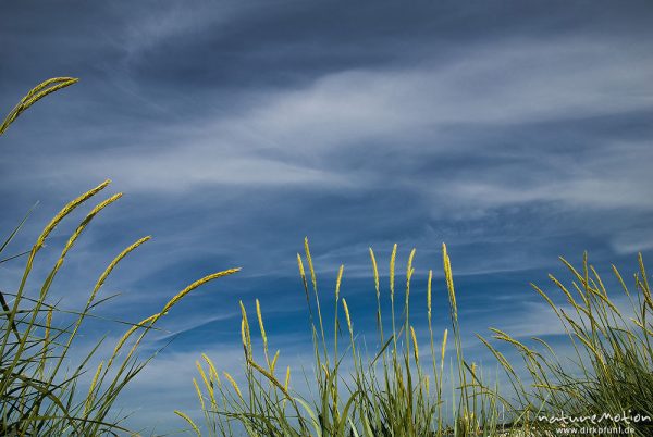 Strandhafer, Gewöhnlicher Strandhafer, Ammophila arenaria, Süßgräser (Poaceae), blühende Gräser vor Sommerhimmel, Strand von Prerow, Darß, Zingst, Deutschland