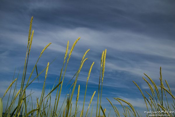 Strandhafer, Gewöhnlicher Strandhafer, Ammophila arenaria, Süßgräser (Poaceae), blühende Gräser vor Sommerhimmel, Strand von Prerow, Darß, Zingst, Deutschland