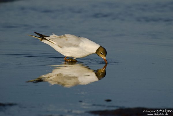 Lachmöwe, Larus ridibundus, Laridae, Tier bei der Nahrungssuche im Flachwasser an der Wasserkante, spiegelt sich im Wasser, Strand von Prerow, Darß, Zingst, Deutschland