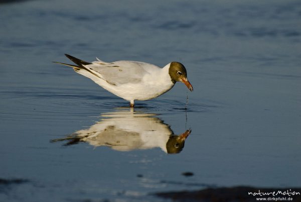 Lachmöwe, Larus ridibundus, Laridae, Tier bei der Nahrungssuche im Flachwasser an der Wasserkante, spiegelt sich im Wasser, Strand von Prerow, Darß, Zingst, Deutschland