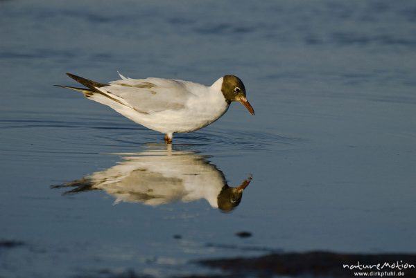 Lachmöwe, Larus ridibundus, Laridae, Tier bei der Nahrungssuche im Flachwasser an der Wasserkante, spiegelt sich im Wasser, Strand von Prerow, Darß, Zingst, Deutschland