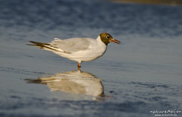 Lachmöwe, Larus ridibundus, Laridae, Tier bei der Nahrungssuche im Flachwasser an der Wasserkante, spiegelt sich im Wasser, Strand von Prerow, Darß, Zingst, Deutschland