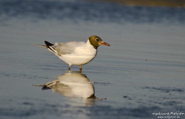 Lachmöwe, Larus ridibundus, Laridae, Tier bei der Nahrungssuche im Flachwasser an der Wasserkante, spiegelt sich im Wasser, Strand von Prerow, Darß, Zingst, Deutschland