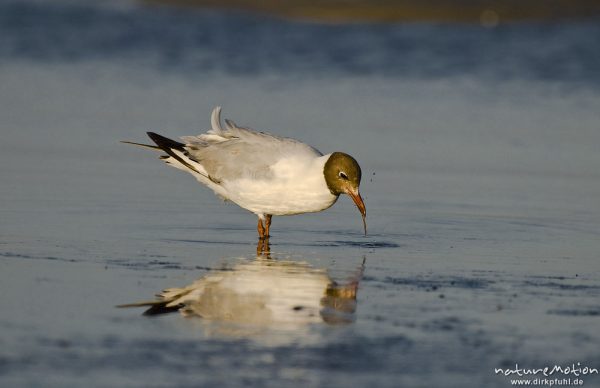 Lachmöwe, Larus ridibundus, Laridae, Tier bei der Nahrungssuche im Flachwasser an der Wasserkante, spiegelt sich im Wasser, Strand von Prerow, Darß, Zingst, Deutschland