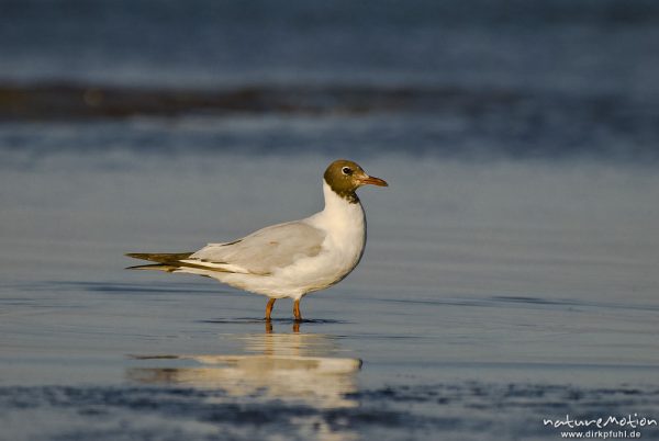 Lachmöwe, Larus ridibundus, Laridae, Tier bei der Nahrungssuche im Flachwasser an der Wasserkante, spiegelt sich im Wasser, Strand von Prerow, Darß, Zingst, Deutschland