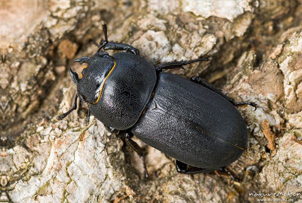 Balkenschröter, Dorcus parallelipipedus, Schröter (Lucanidae), Weibchen, auf Baumwurzel, A nature document - not arranged nor manipulated, Focus Stacking, Granzow, Deutschland