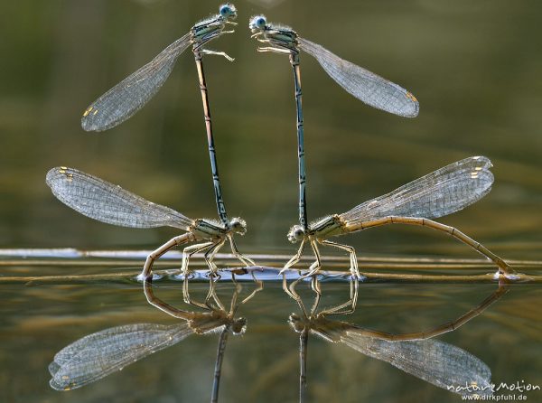 Gemeine Federlibelle, Blaue Federlibelle, Platycnemis pennipes, Platycnemidae, Paare bei der Eiablage in schwimmende Pflanzenteile, Spiegelung im Wasser, Pagelsee, A nature document - not arranged nor manipulated, Granzin, Deutschland