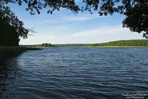 Blick auf den Käbelicksee mit Insel und waldbestandenem Ufer, Kratzeburg, Deutschland