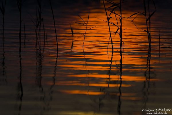 Schilfhalme im orangefarbenen Licht des Sonnenuntergangs, sanfte Wellen, Käbelicksee, Kratzeburg, Deutschland