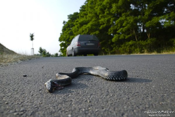 Ringelnatter, Natrix natrix, Colubridae, totgefahrenes Tier am Strassenrand, vorbeifahrendes Auto, Kratzeburg, Deutschland