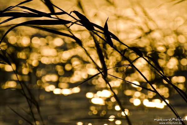 Schilfhalme im goldgelben Licht des Sonnenuntergangs, sanfte Wellen, Käbelicksee, Kratzeburg, Deutschland