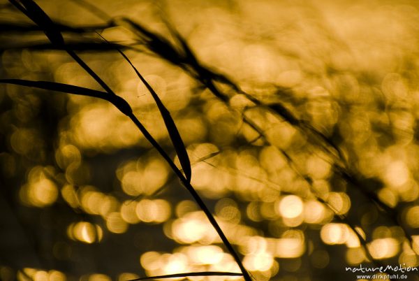 Schilfhalme im goldgelben Licht des Sonnenuntergangs, sanfte Wellen, Käbelicksee, Kratzeburg, Deutschland