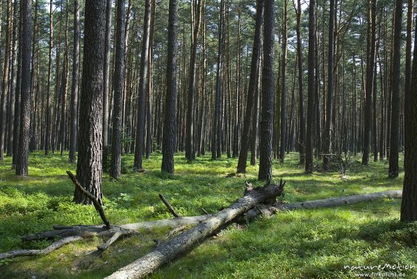 Kiefernwald, Stangenwald, mit Unterwuchs aus Heidelbeere, ehemalige Kiefernmonokultur im heutigen Nationalpark Müritz, Krienke, Deutschland