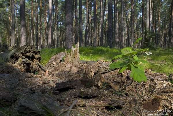 Eichenschössling wächst aus den Überresten einer umgestürzten Kiefer, dahinter ehemalige Kiefernmonokultur im heutigen Nationalpark Müritz, Krienke, Deutschland
