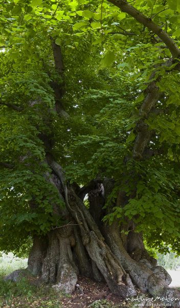 Sommer-Linde, Tilia platyphyllos, Malvengewächse (Malvaceae), ca. 700 Jahre alt, einzeln stehend am Ortsrand, Stamm, Wurzelbereich, Laub, vertikales Panorama aus 3 Einzelbildern, Speck, Deutschland