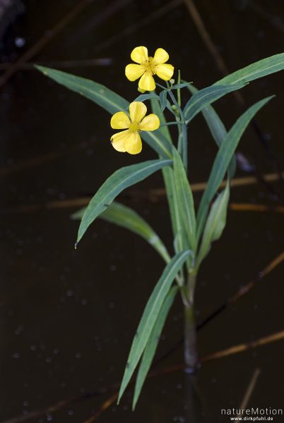 Großer Hahnenfuß, Ranunculus lingua, 	Hahnenfußgewächse (Ranunculaceae),blühende Pflanze, Priesterbäker See, Speck, Deutschland