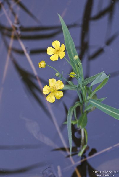 Großer Hahnenfuß, Ranunculus lingua, 	Hahnenfußgewächse (Ranunculaceae),blühende Pflanze, Priesterbäker See, Speck, Deutschland