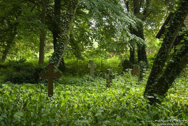 Grabkreuze, überwuchert von Efeu und Maiglöckchen, alter Friedhof von Krienke, Krienke, Deutschland