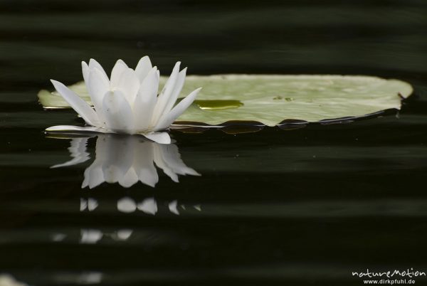 Seerose, Nymphaea alba, Nymphaeaceae, Blüte mit Spiegelung, Kleiner Kotzower See, Granzow, Deutschland