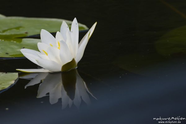 Seerose, Nymphaea alba, Nymphaeaceae, Blüte mit Spiegelung, Kleiner Kotzower See, Granzow, Deutschland