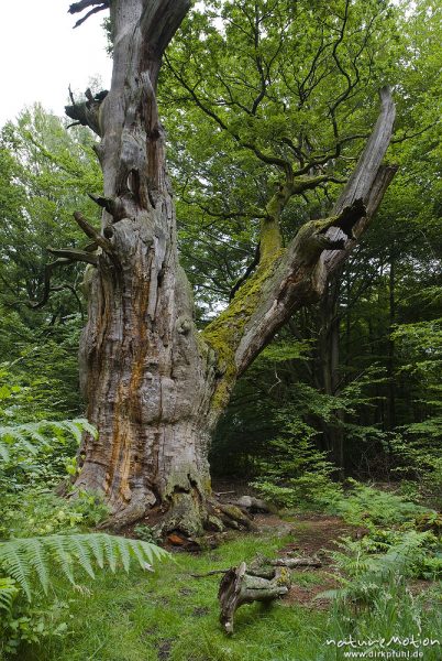 alte Eiche, Hauptstamm abgestorben und fast ohne Borke, einzelner Ast noch belaubt, Urwald Sababurg, Deutschland
