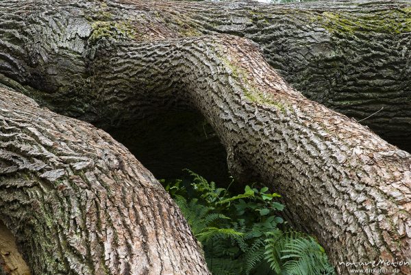 alte Eiche, Äste mit gut ausgeprägter Borke, umgestürzter Stamm, Urwald Sababurg, Deutschland