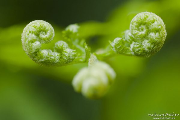 Eichenfarn, Gymnocarpium dryopteris, Cystopteridaceae, frische Triebe mit noch eingerollten Fiedern, Urwald Sababurg, Deutschland