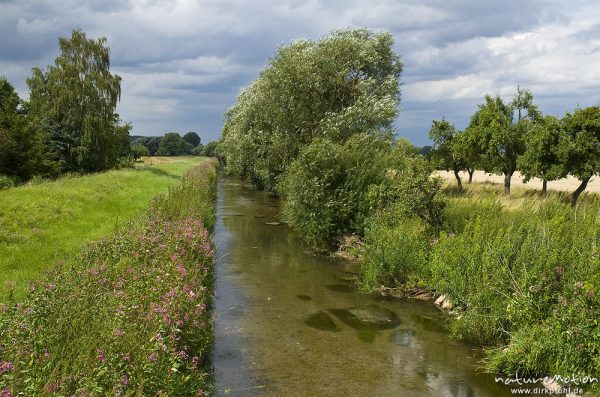 begradigter Fluss mit Ufervegetation, Großblütiges Springkraut und Weiden, Leine, Friedland, Deutschland