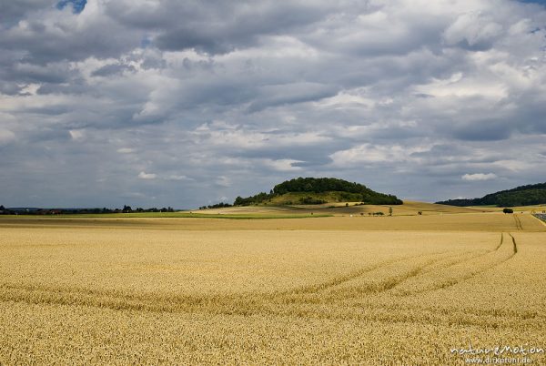 Weizenfeld kurz vor der Ernte, Fahrspuren, Einzelberg, Friedland, Deutschland