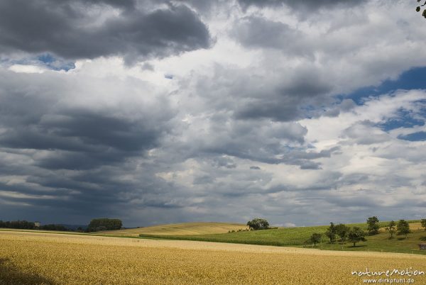 Weizen, Triticum aestivum, Poaceae, Weizenfeld kurz vor der Ernte, Wolken, , Deutschland