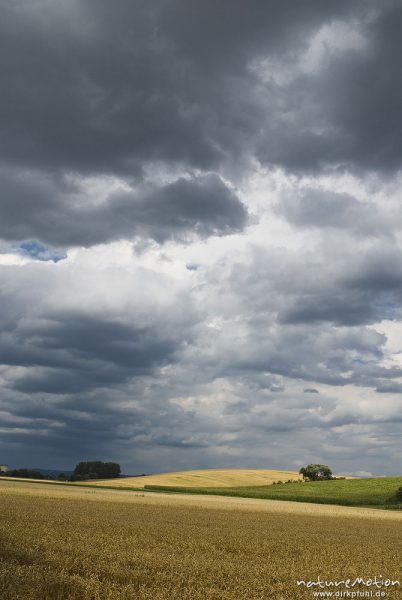 Weizen, Triticum aestivum, Poaceae, Weizenfeld kurz vor der Ernte, Wolken, , Deutschland