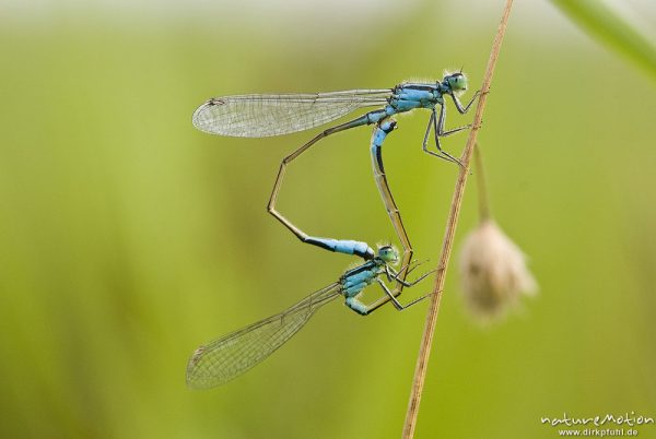 Große Pechlibelle, Gemeine Pechlibelle, Ischnura elegans, Coenagrionidae, Paarung, Paarungsrad, Ackergraben an der Leine, A nature document - not arranged nor manipulated, Göttingen, Deutschland