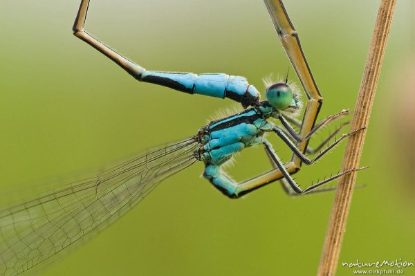 Große Pechlibelle, Gemeine Pechlibelle, Ischnura elegans, Coenagrionidae, Paarung, Paarungsrad, Detailansicht Hinterleibsanhänge verkoppelt mit Prothorax des Weibchens, Ackergraben an der Leine, A nature document - not arranged nor manipulated, Focus Stacking, Göttingen, Deutschland