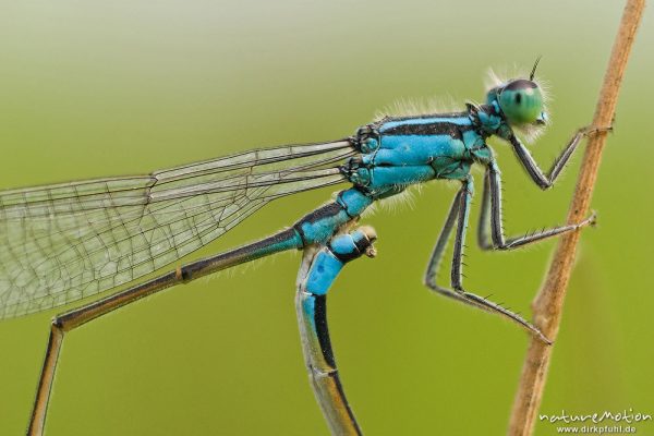 Große Pechlibelle, Gemeine Pechlibelle, Ischnura elegans, Coenagrionidae, Paarung, Paarungsrad, Detailansicht sekundäres Geschlechtsorgan mit angekoppeltem Legeapparat, Ackergraben an der Leine, A nature document - not arranged nor manipulated, Focus Stacking, Göttingen, Deutschland