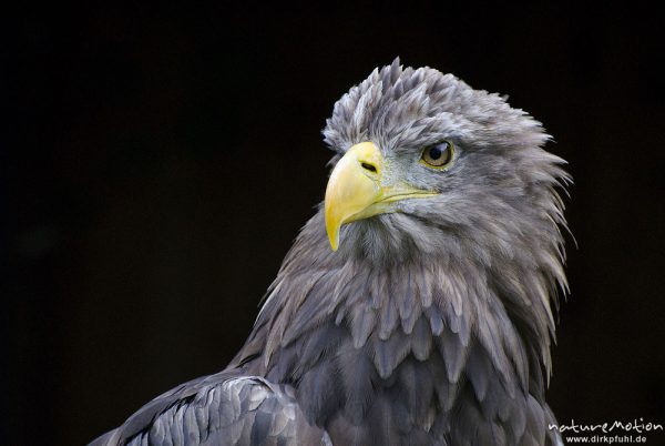 Seeadler, Haliaeetus albicilla, Habichtartige (Accipitridae), Kopf, Falknerei Tierpark Sababurg, captive, Sababurg, Deutschland